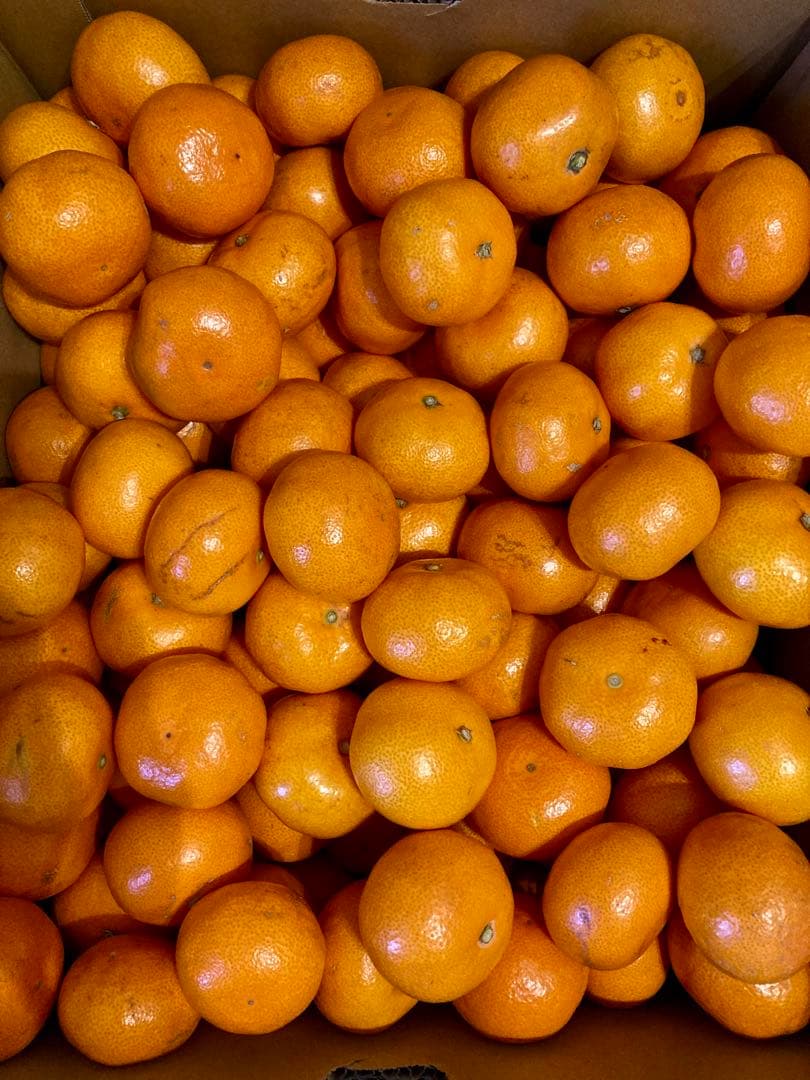 ⑦温州みかん 樹熟大坊みかん 優品(家庭用傷あり)2S、S、10kg
