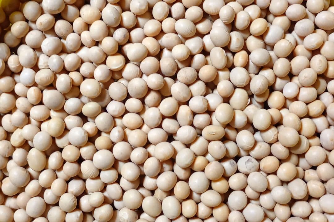 大豆 長野県産大豆　2025年産薬品磨き不使用　中粒加工用　少し訳あり10kg