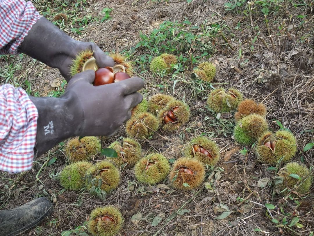 幻の栗⭐︎中山栗2L~4L混合5kgクール便（匿名不可）農家直送2025-016