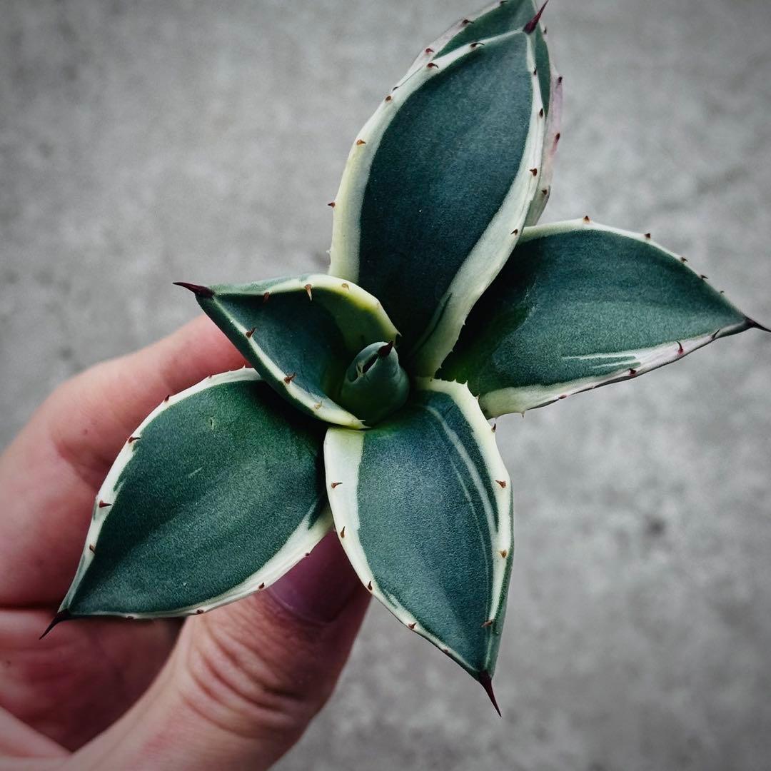 み*ん様 多肉植物・アガベ・吉祥天錦白腹輪・特選美株