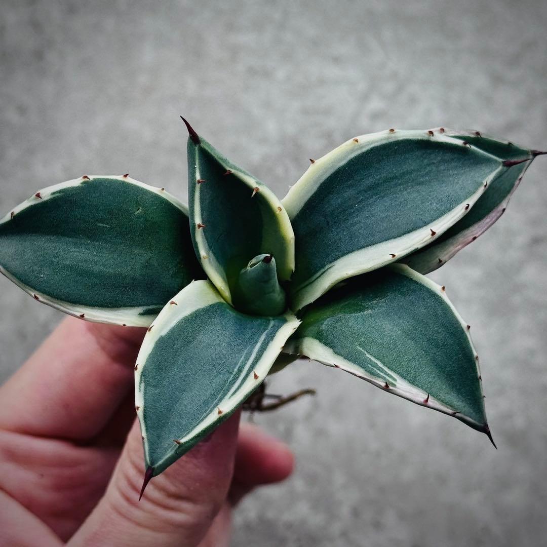 み*ん様 多肉植物・アガベ・吉祥天錦白腹輪・特選美株