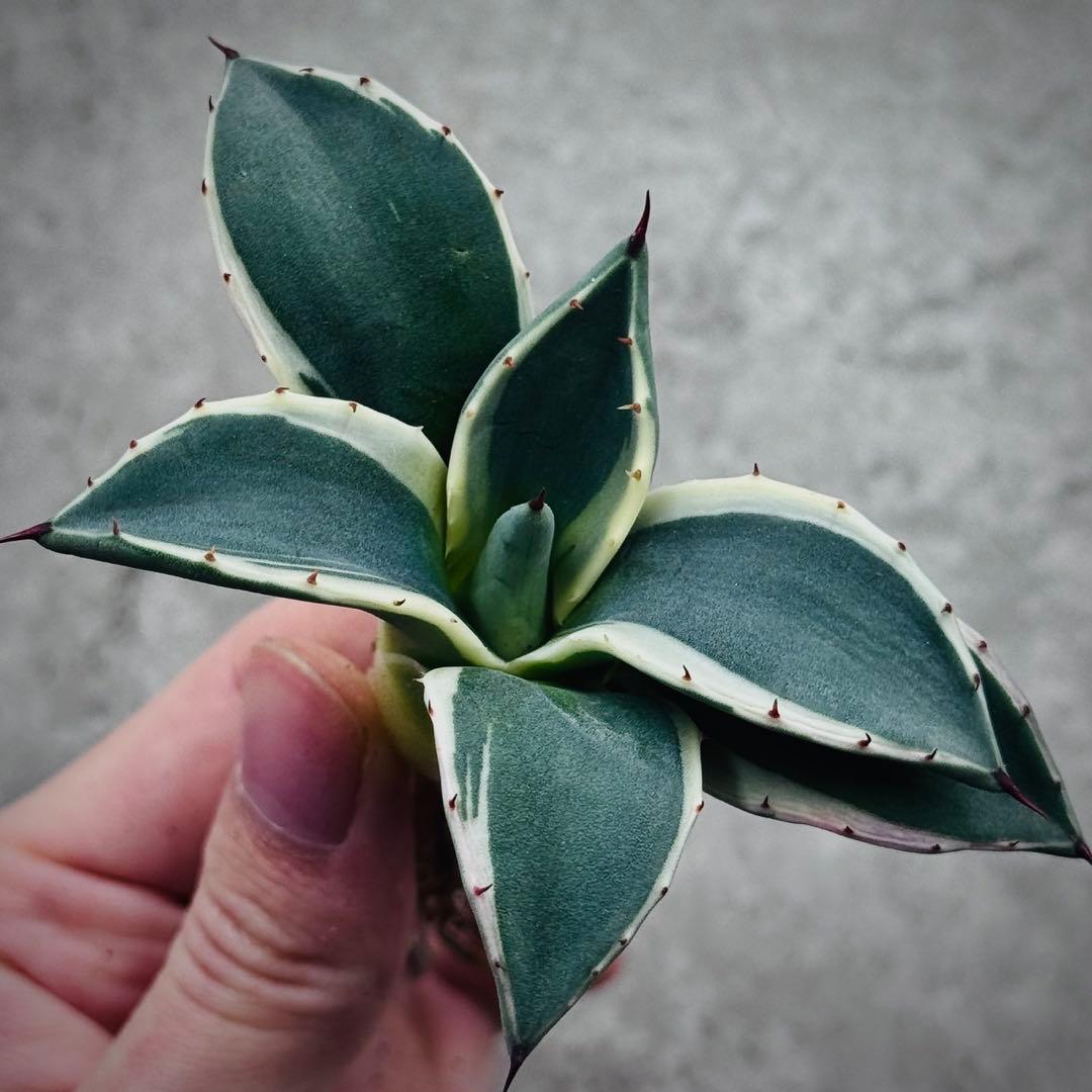 み*ん様 多肉植物・アガベ・吉祥天錦白腹輪・特選美株