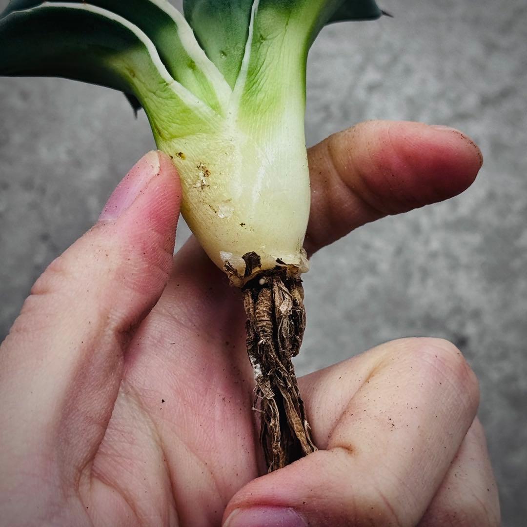 み*ん様 多肉植物・アガベ・吉祥天錦白腹輪・特選美株