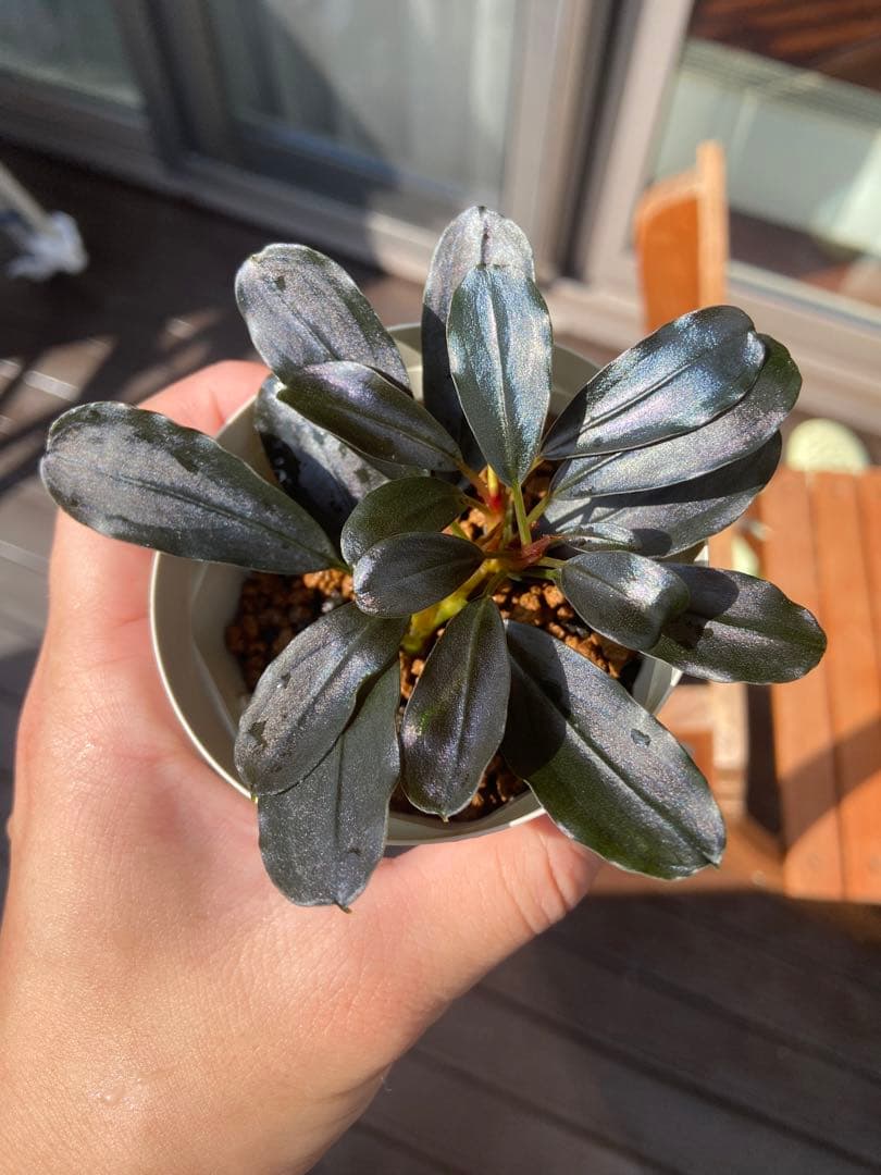 水草 Bucephalandra sp.