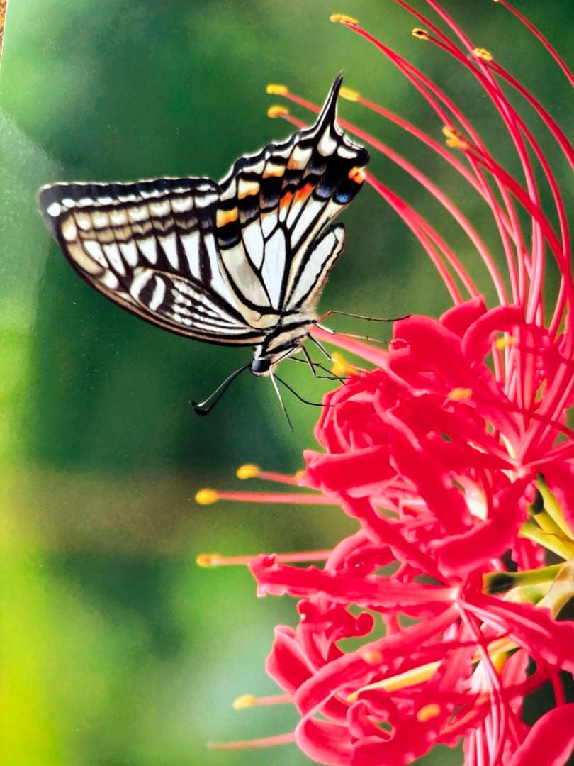 ◾️TAMRON SP 24-70mm F/2.8 Di VC USD❗️