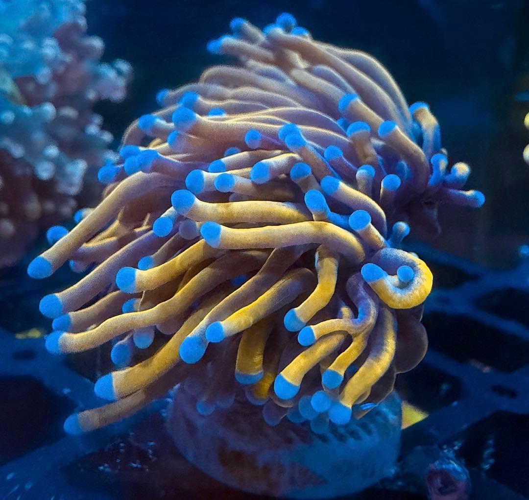 ハナサンゴ　LPS サンゴ　24k ゴールドトーチ