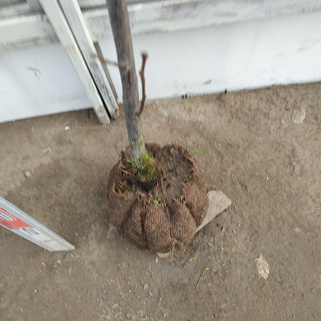 ドットさま専用