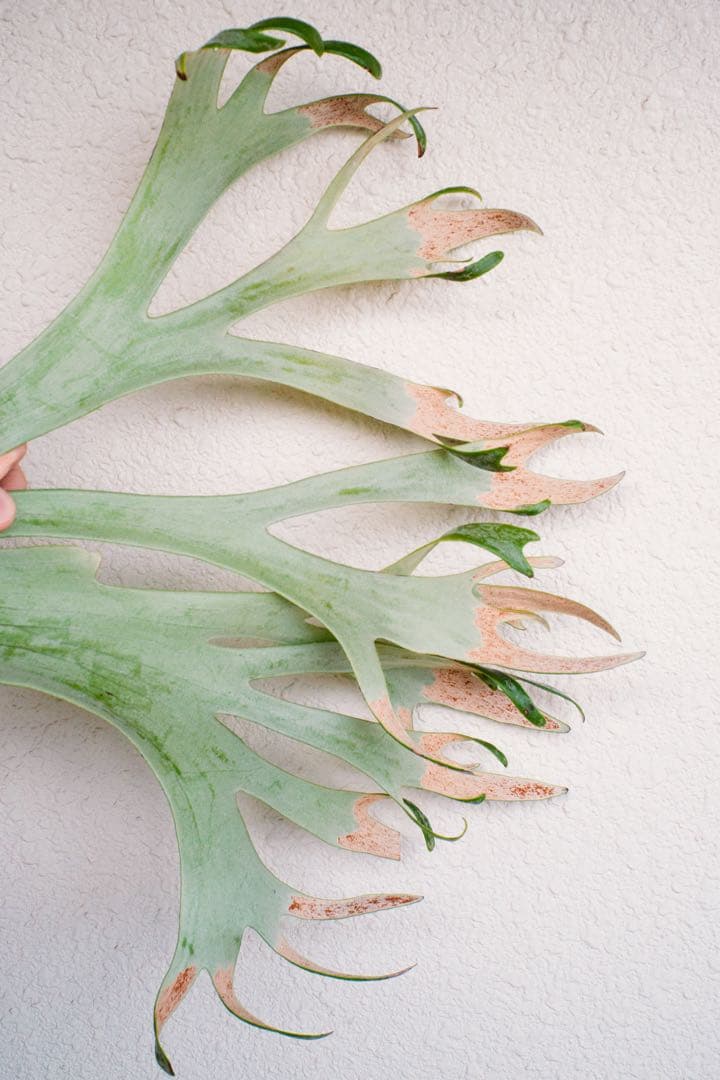 ど*ん様 【親株・子株多数】ビカクシダ　platycerium E-1 白ビフ