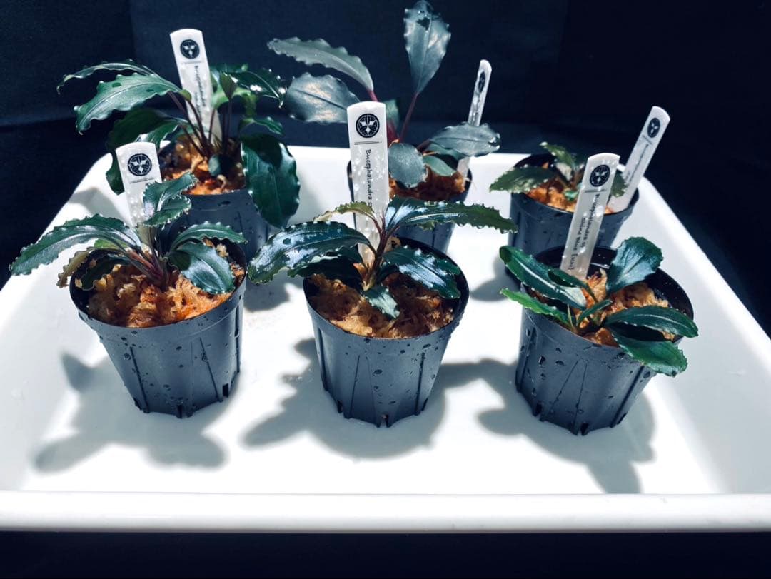 【ハイクラス】ブセファランドラセット③