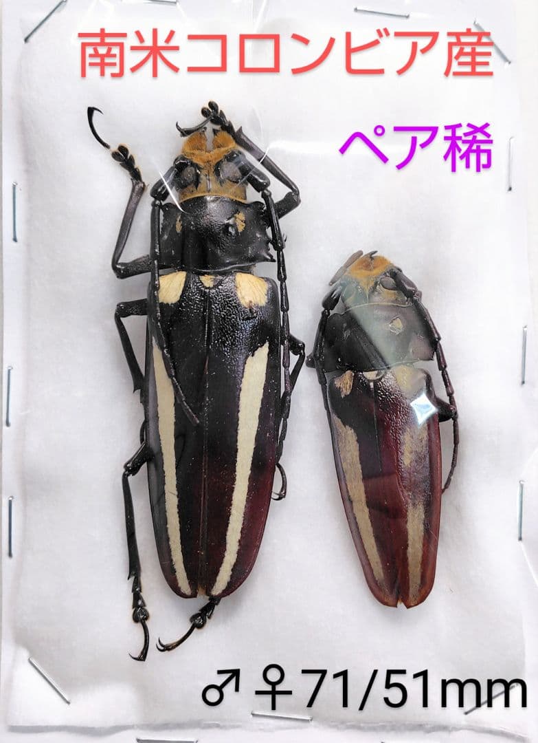 レモネイトゲウスバカミキリCalli- lemoinei ♂♀ 71/51mm