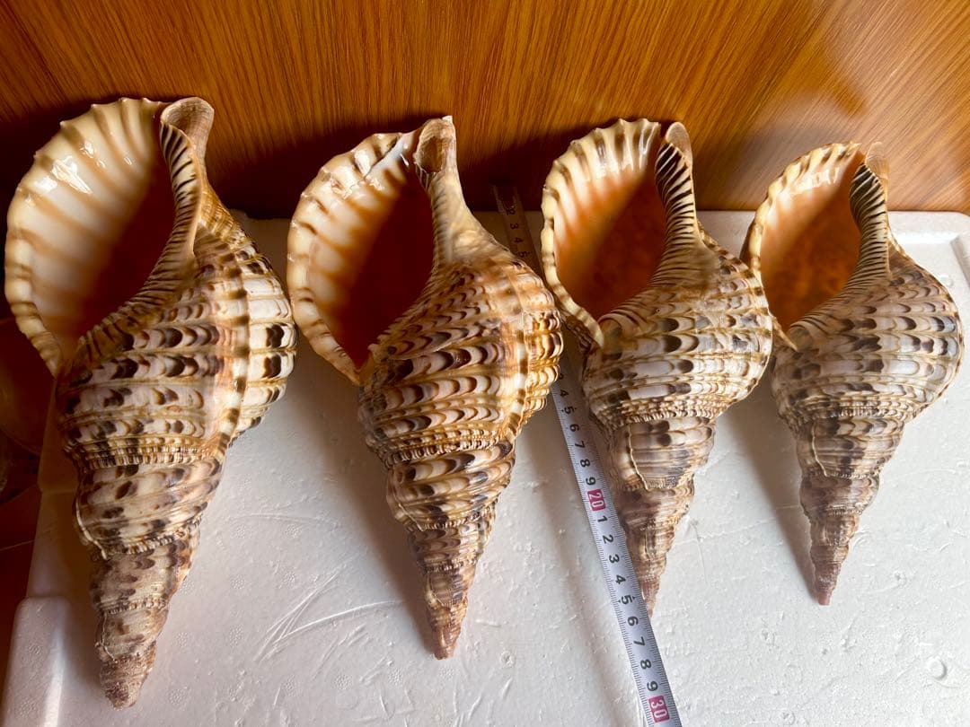 法螺貝4個セット 26cm、27cm、28cm、29cm