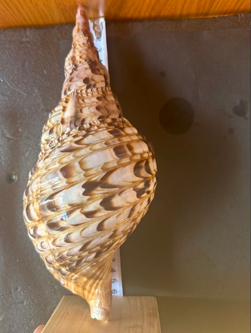 法螺貝4個セット 26cm、27cm、28cm、29cm