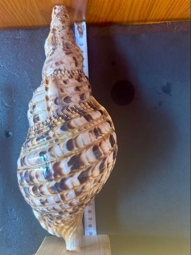 法螺貝4個セット 26cm、27cm、28cm、29cm