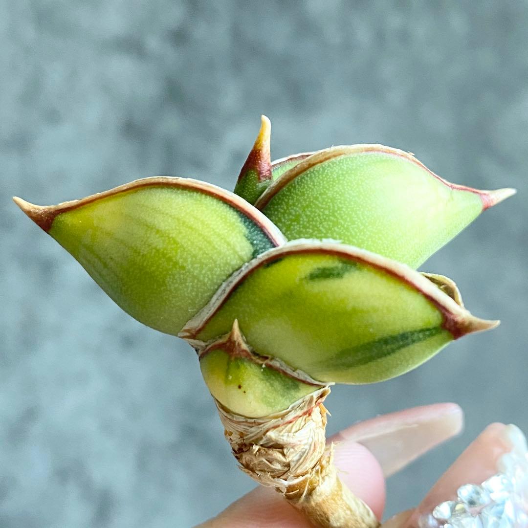 ぷ*ん様 S11621★オークション販売★ サンスベリア ロリダ 極上斑入りアウ