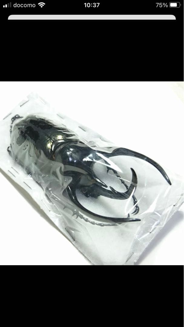 タイリクコーカサスオオカブト♂標本