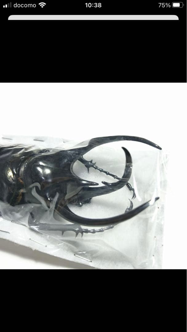 タイリクコーカサスオオカブト♂標本