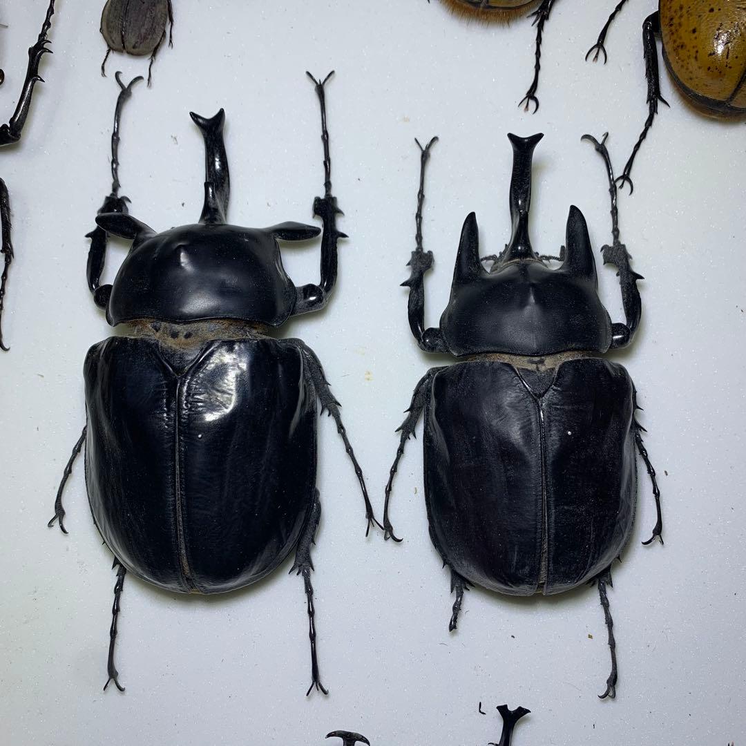 アクティオンゾウカブト　♂2頭　標本