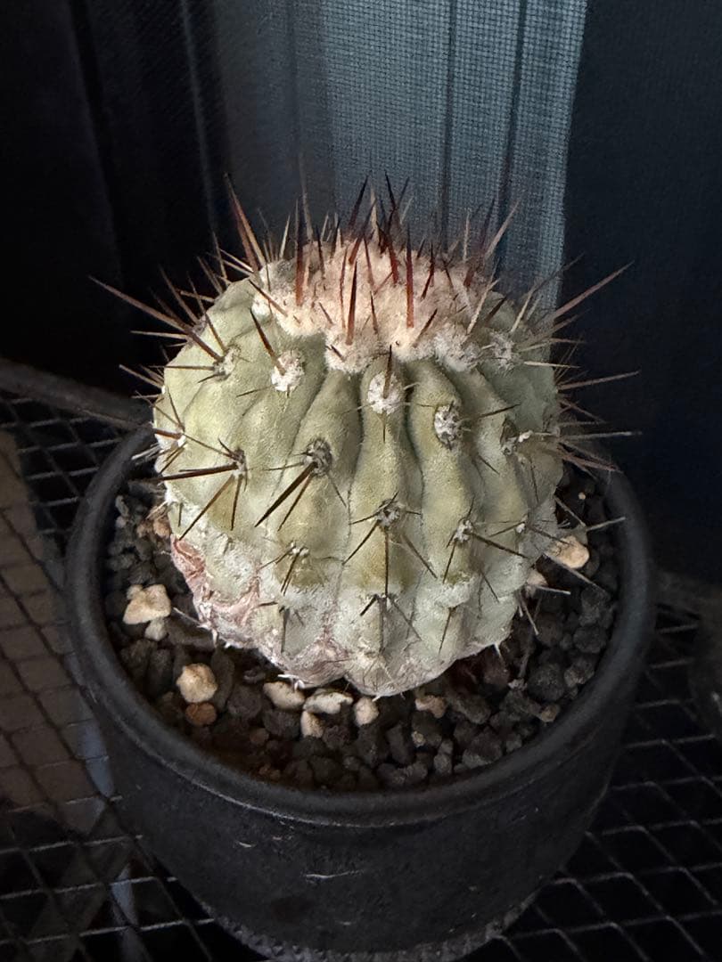 白棘黒王丸　現地株カキコ自根　コピアポア