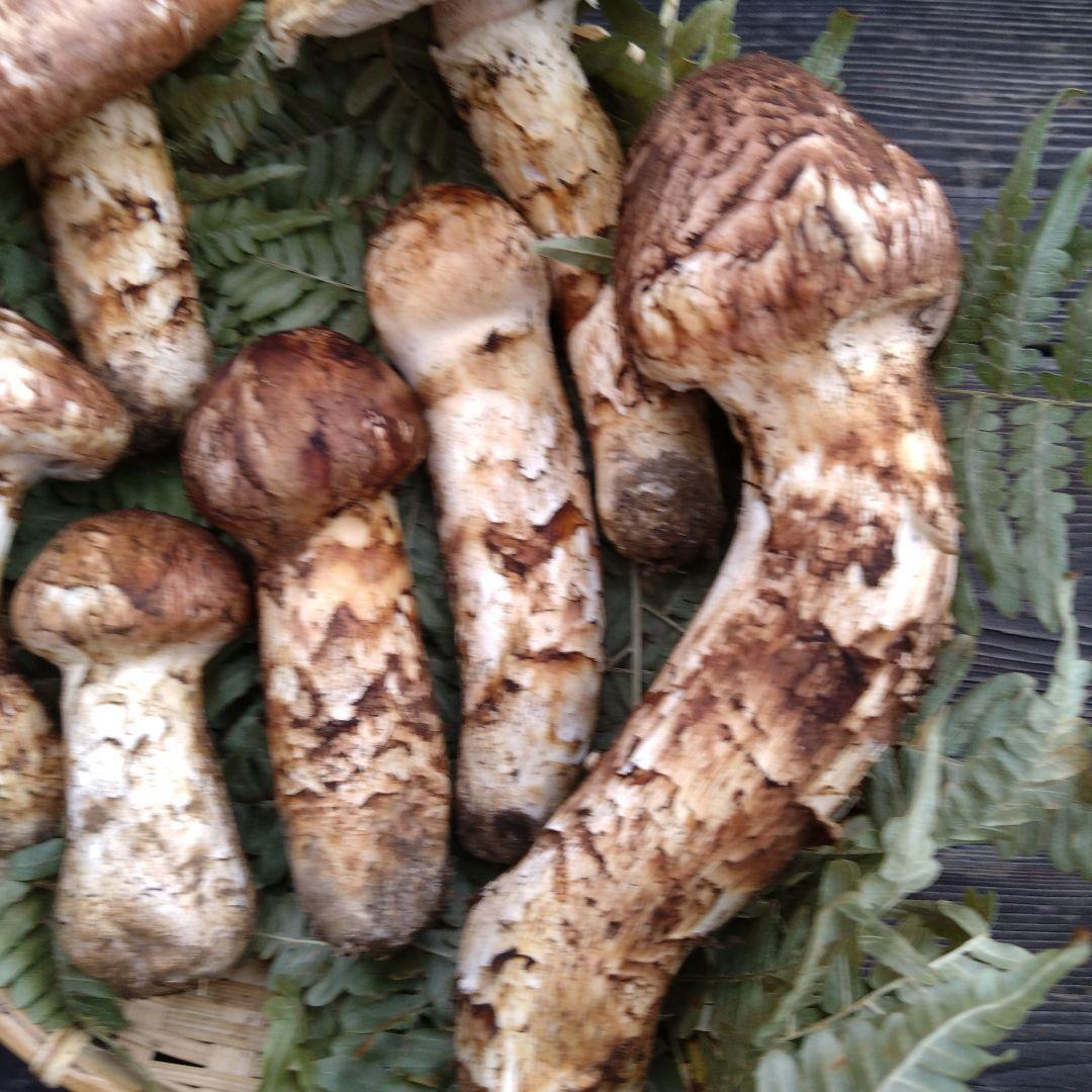 岩手県産マツタケ454g