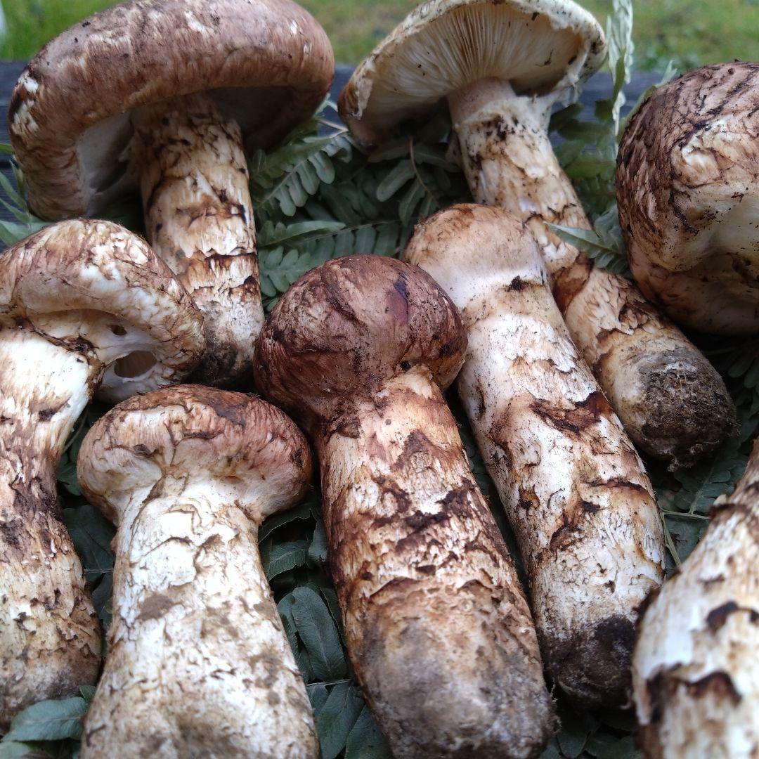 岩手県産マツタケ454g