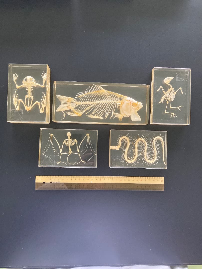 動物骨標本セット