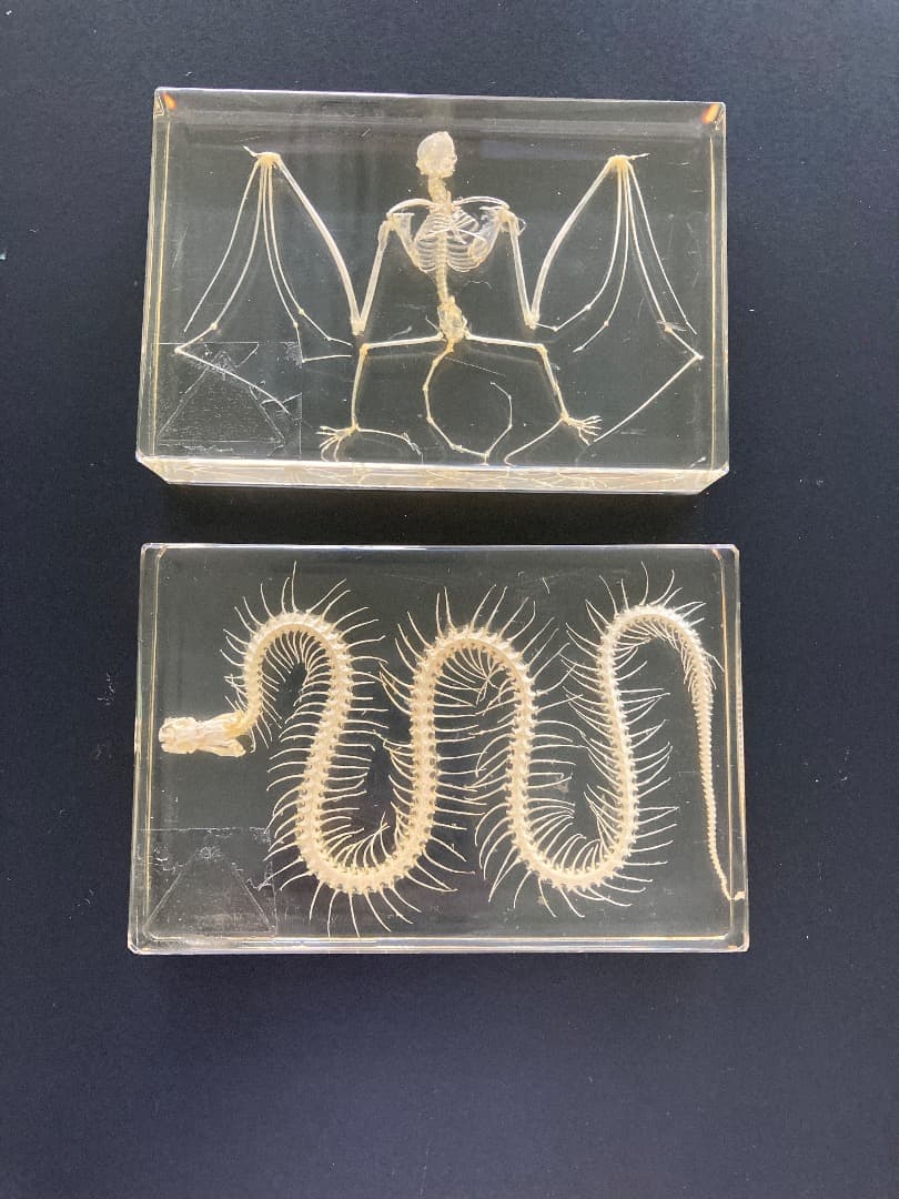 動物骨標本セット