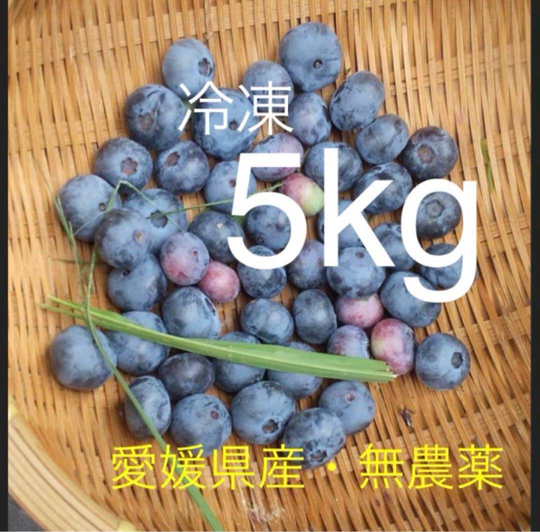 ブルーベリー　愛媛県産　無農薬　大粒　5kg 冷凍