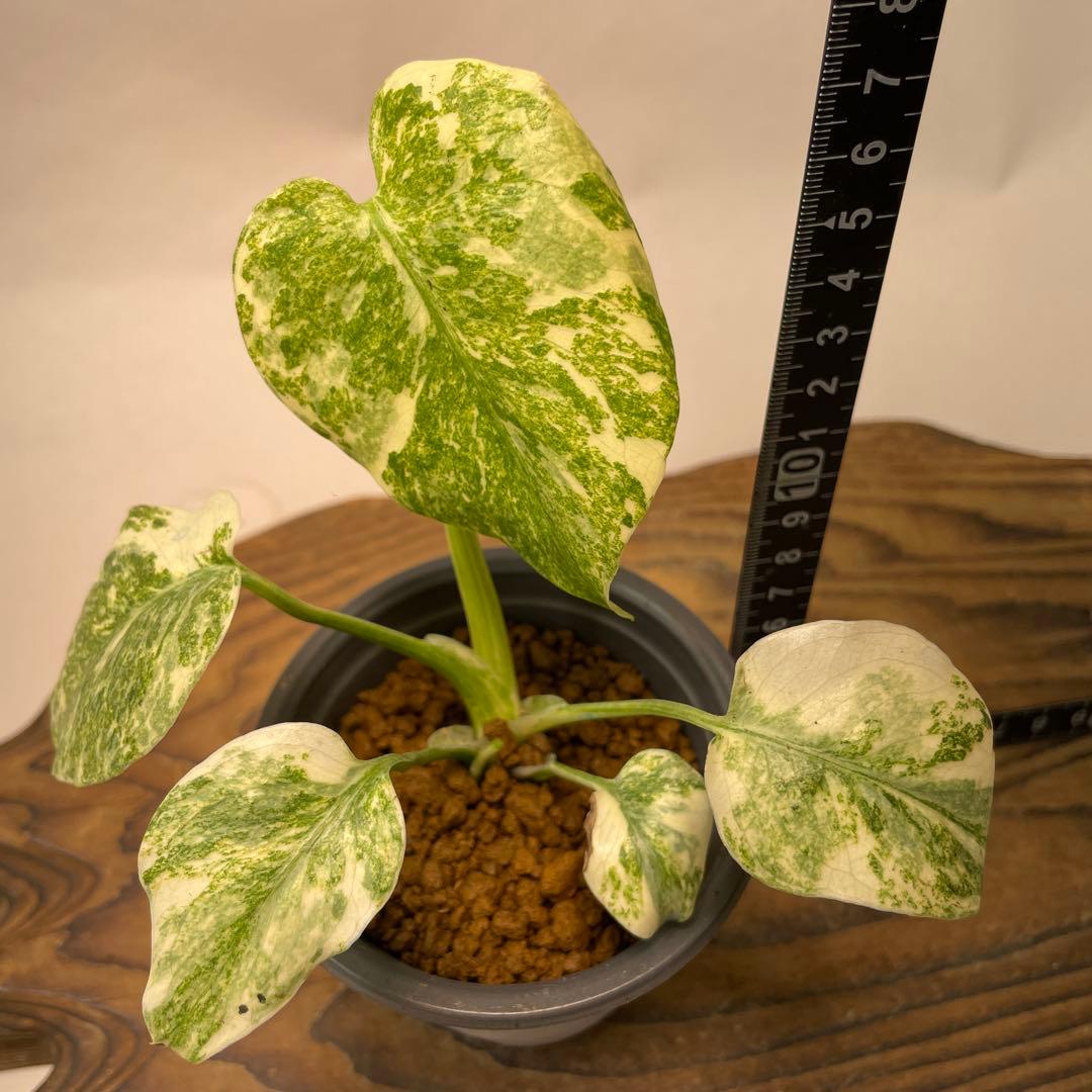 ク*ア様 L040モンステラ　デリシオーサ　レガシー　斑入り
