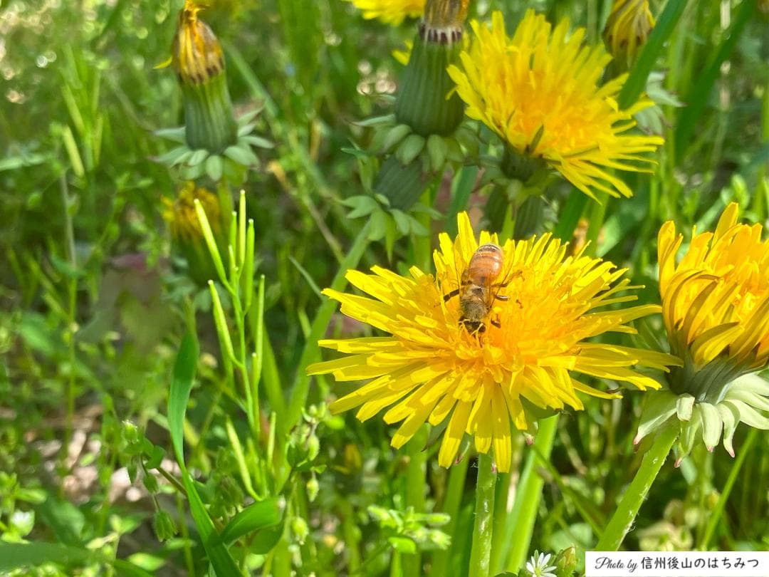 【たま】 国産蜂蜜 1000g 3本セット 信州産 アカシア２ 栗蜜１
