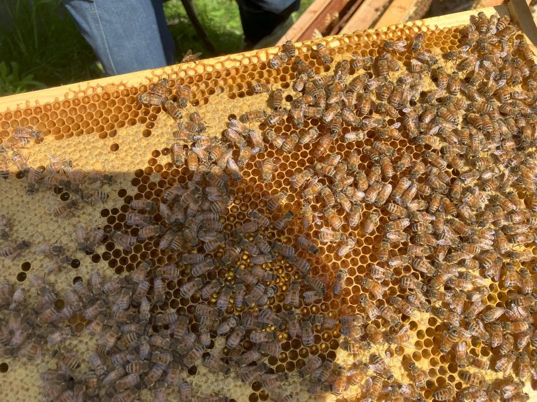 【たま】 国産蜂蜜 1000g 3本セット 信州産 アカシア２ 栗蜜１