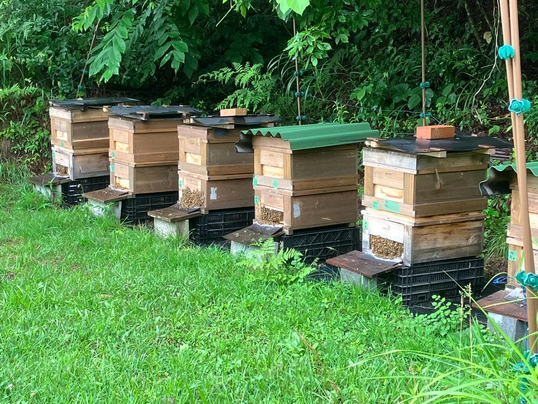 【たま】 国産蜂蜜 1000g 3本セット 信州産 アカシア２ 栗蜜１