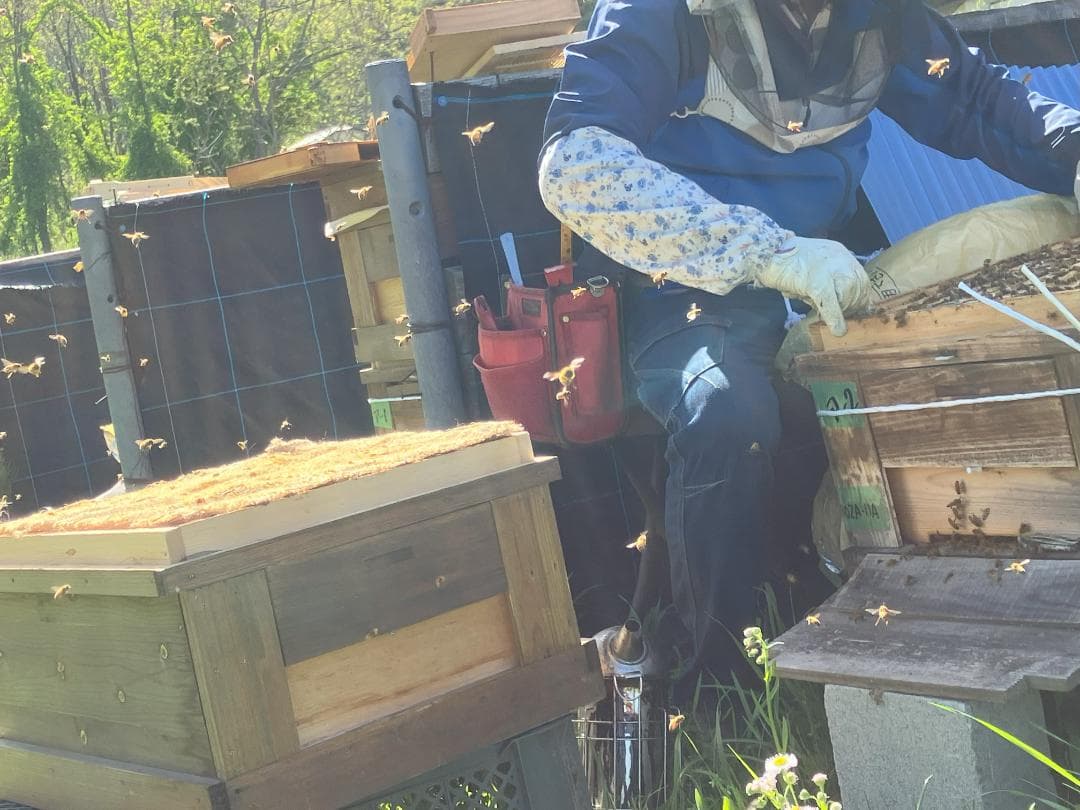 【たま】 国産蜂蜜 1000g 3本セット 信州産 アカシア２ 栗蜜１