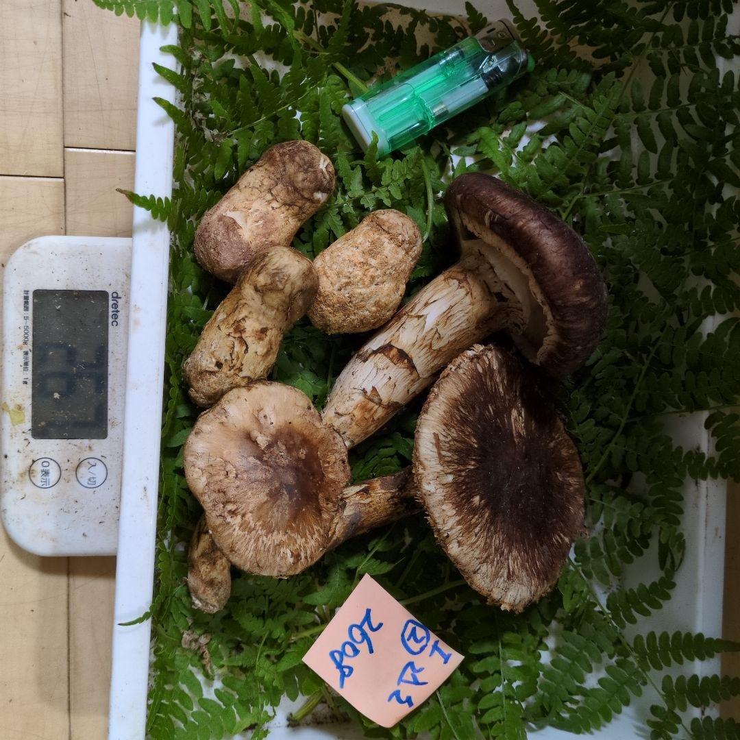 和歌山松茸 新鮮朝市　込み込み　260㌘