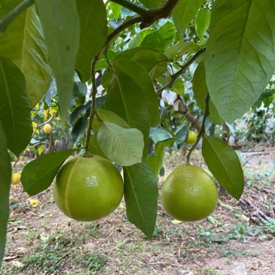 3国産ベルガモットオレンジ果実香りが強い露地栽培約9k A品（一部分B品含む）