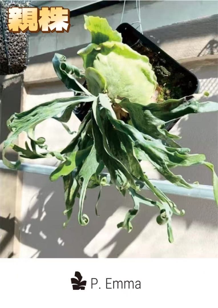 ビカクシダP.Willinckii Omega,P.Emma mix spore