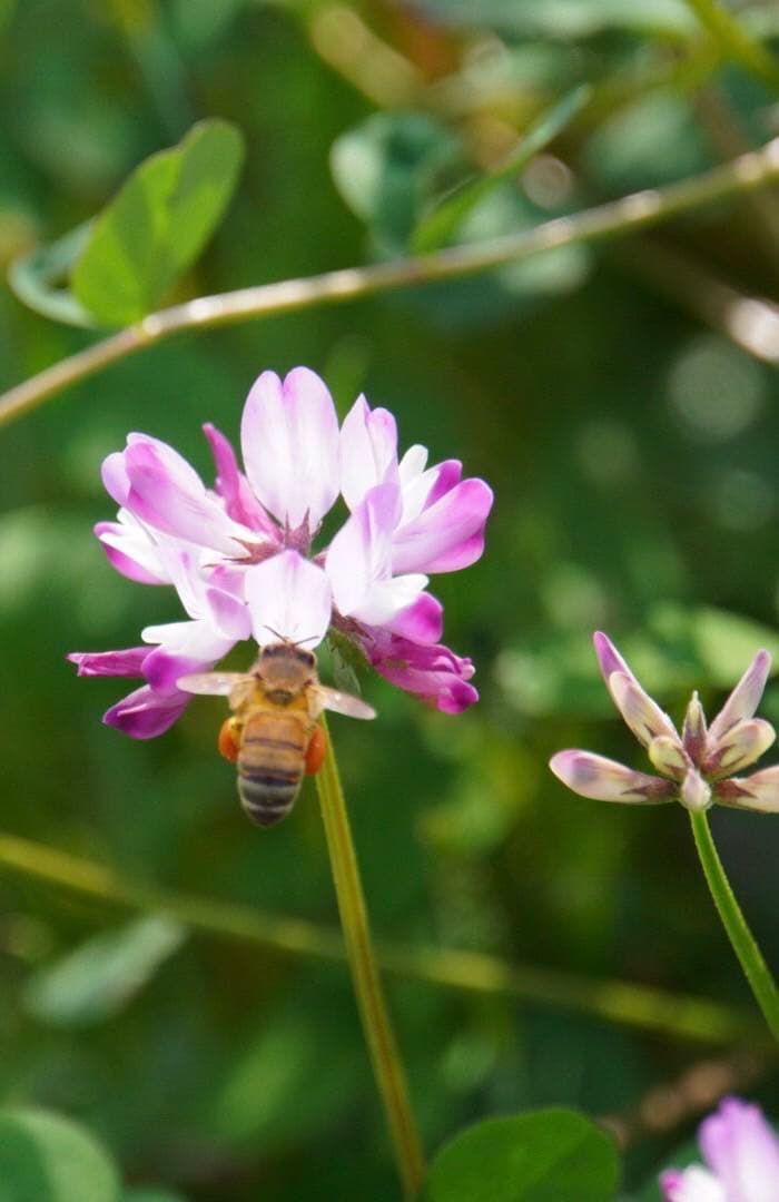 はちみつ　日本蜜蜂のハチミツ　奥山の蜂蜜　花粉入り　２種