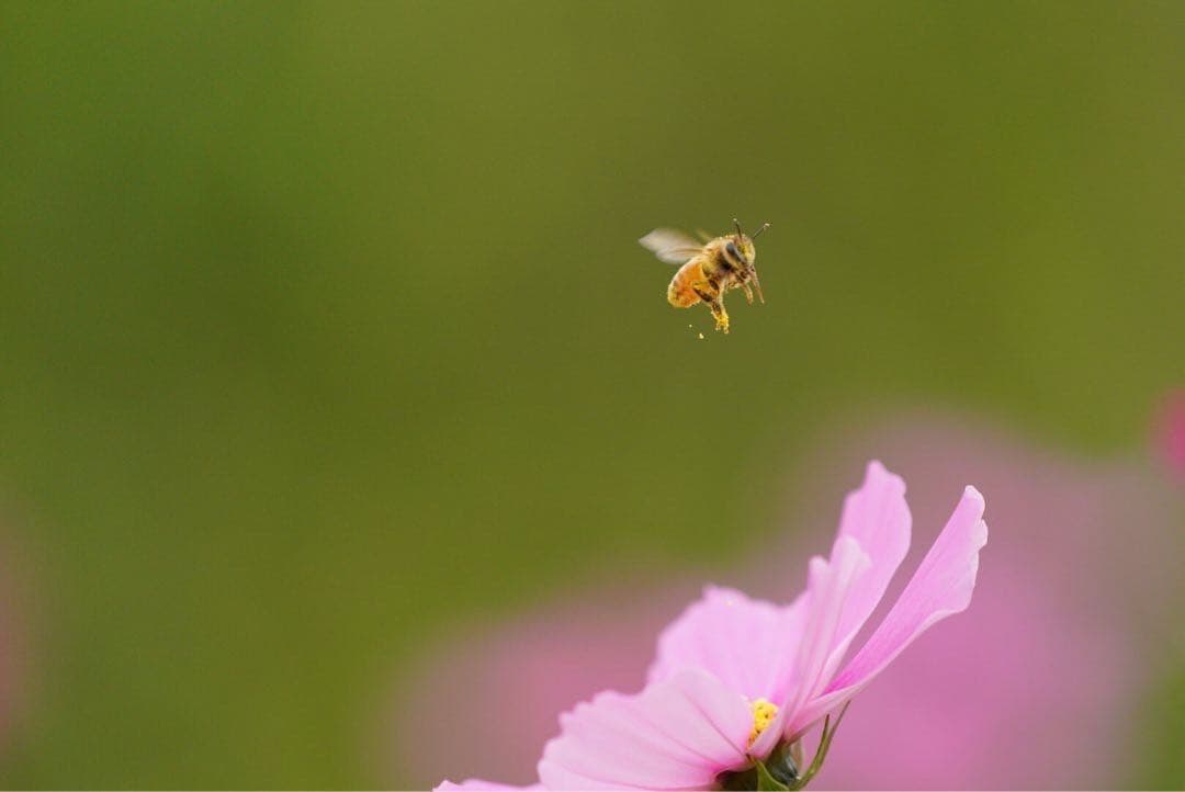 はちみつ　日本蜜蜂のハチミツ　奥山の蜂蜜　花粉入り　２種