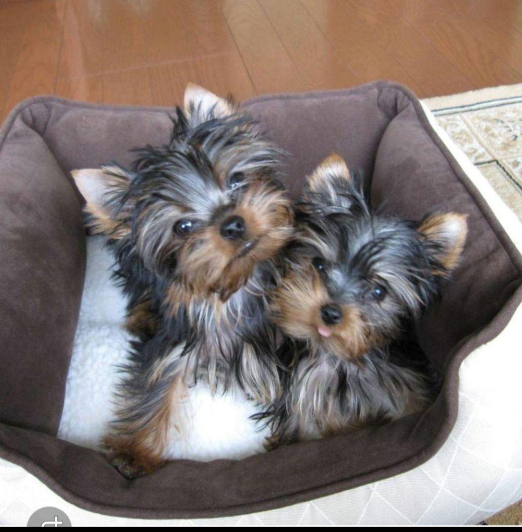 メルロイです　トールペイント作品　似顔絵