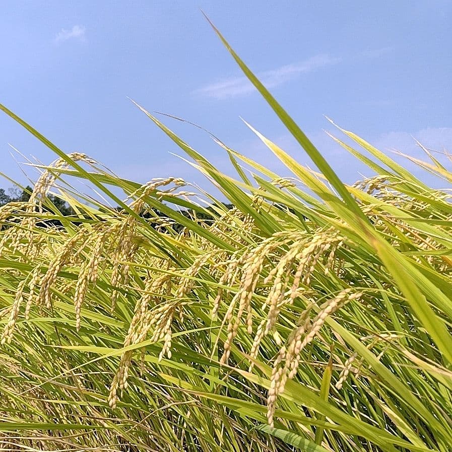 令和7年産 茨城県産 コシヒカリ 白米 精米代込み 10Kg 10キロ a