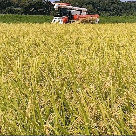令和7年産 茨城県産 コシヒカリ 白米 精米代込み 10Kg 10キロ a