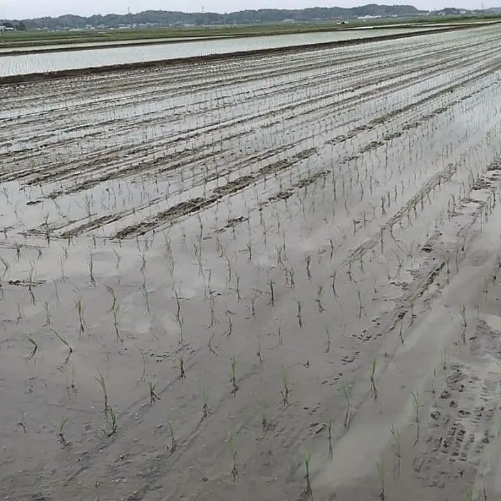 令和7年産 茨城県産 コシヒカリ 白米 精米代込み 10Kg 10キロ a