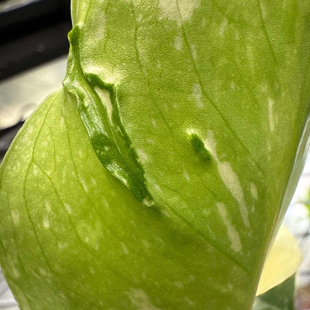 や*す様 極上 モンステラ メデューサ