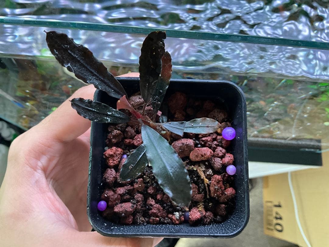 ブセファランドラ・ゴースト “ナカモト2011” 水上