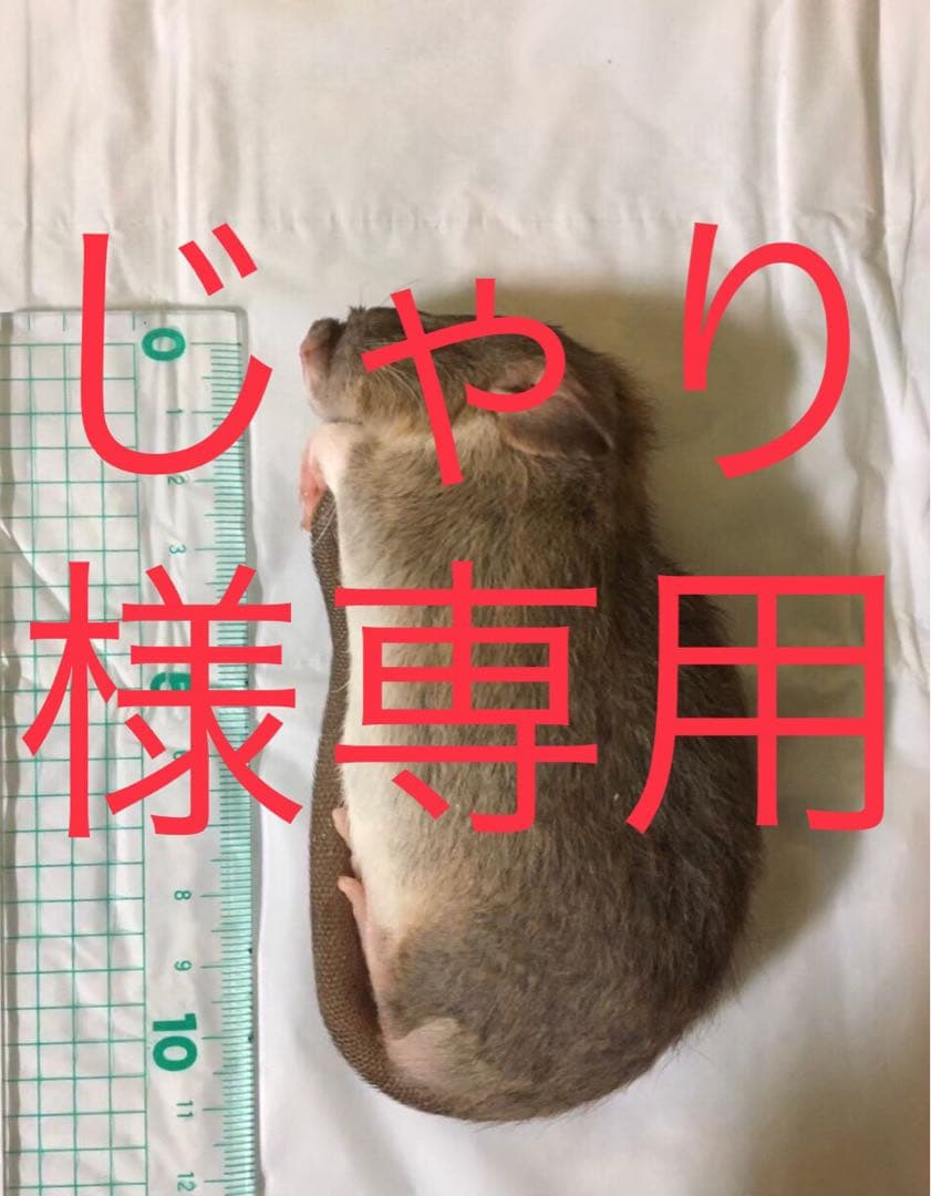 冷凍PS10 ADL40 M30