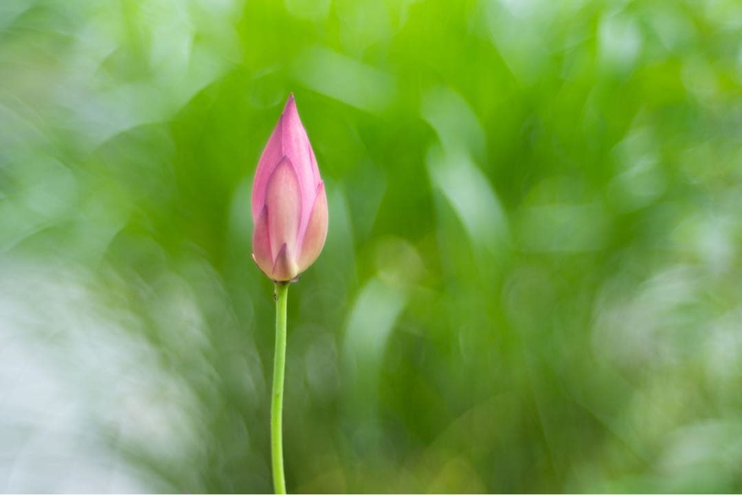 レンズ(単焦点) Meyer Optik Gorlitz Primoplan75mmF1.9 II