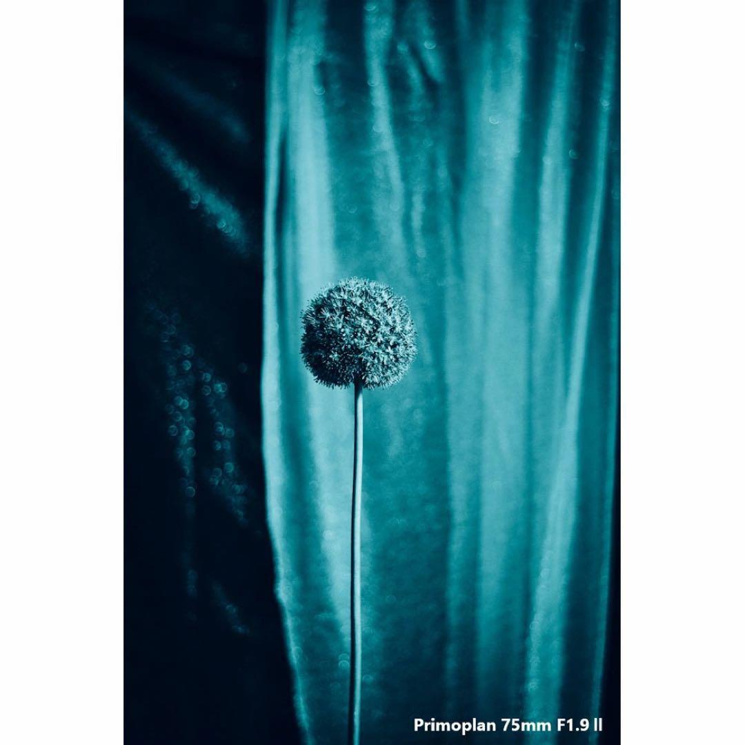 レンズ(単焦点) Meyer Optik Gorlitz Primoplan75mmF1.9 II