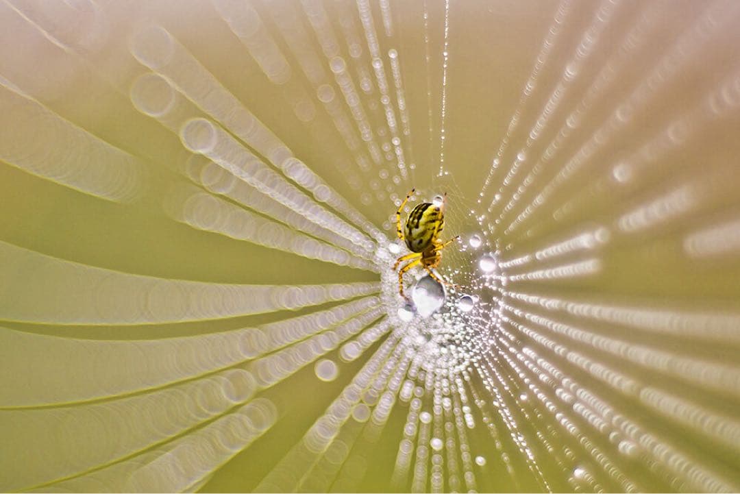 レンズ(単焦点) Meyer Optik Gorlitz Primoplan75mmF1.9 II