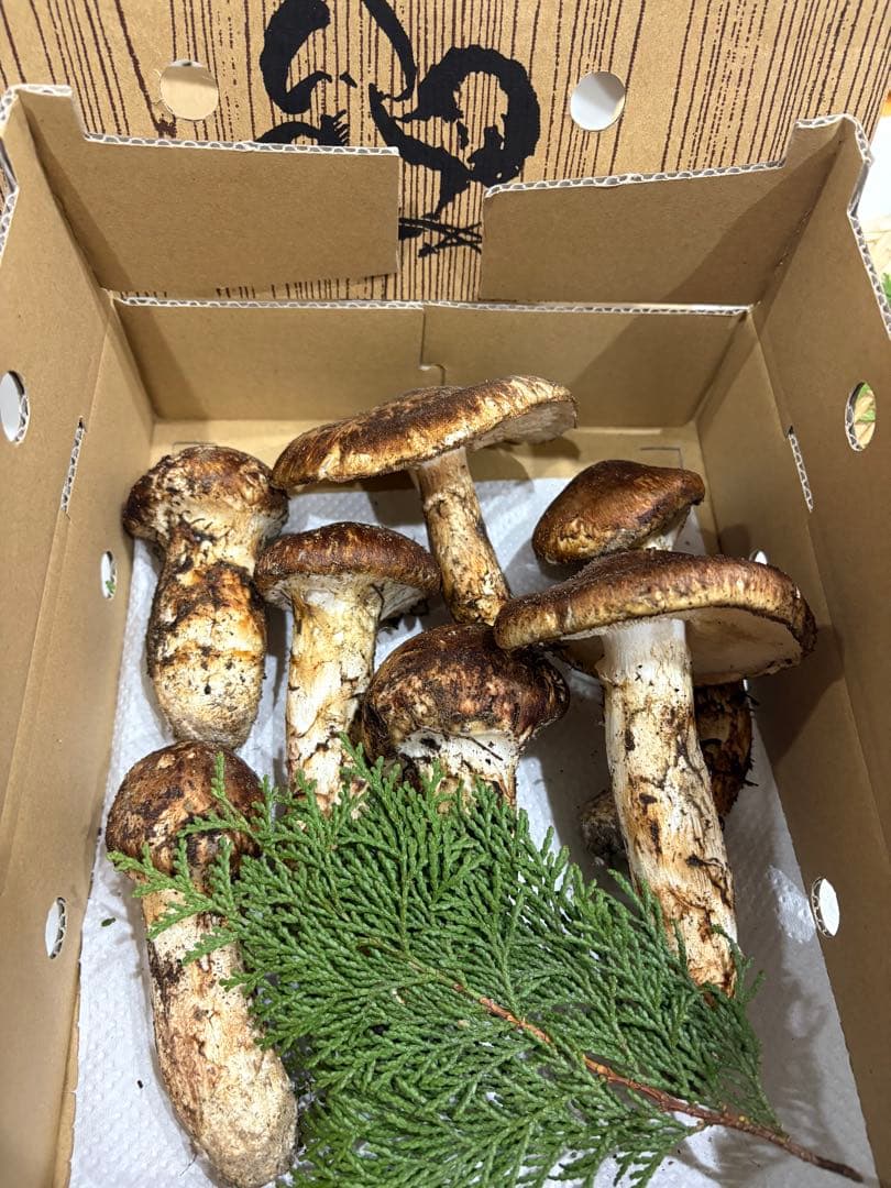 信州産松茸386g