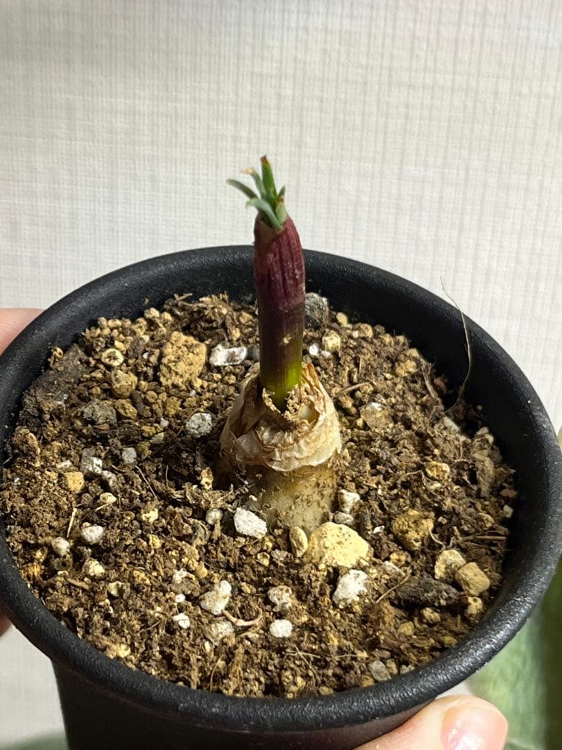 トゲオ様　確認用