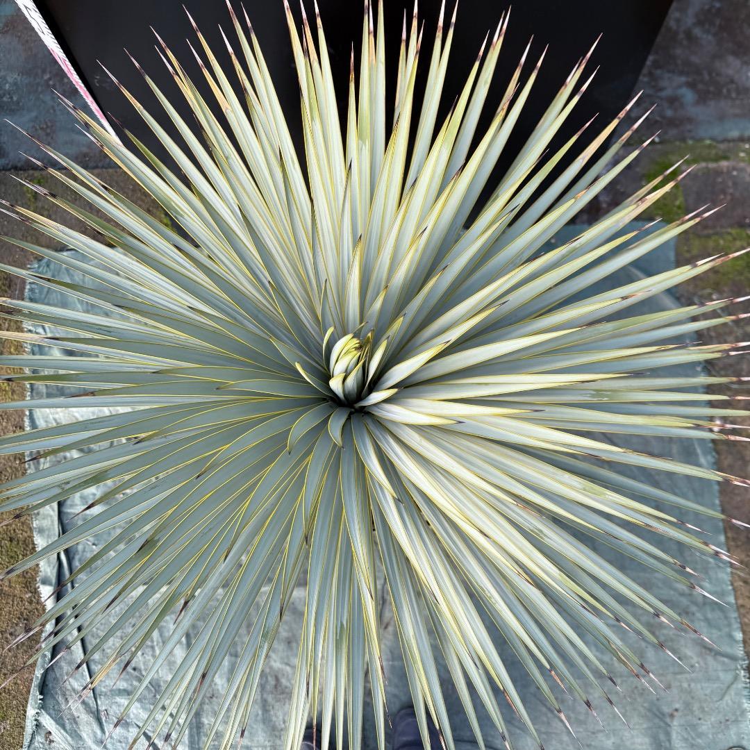 【AL1107】ユッカ　ロストラータ 超美形　極太